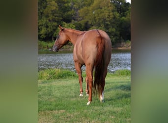 American Quarter Horse, Giumenta, 9 Anni, 150 cm, Red dun