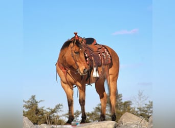 American Quarter Horse, Giumenta, 9 Anni, 150 cm, Red dun