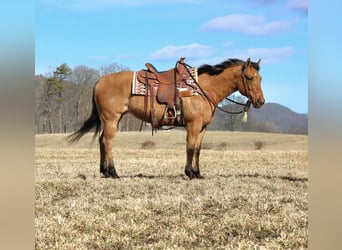 American Quarter Horse, Giumenta, 9 Anni, 150 cm, Red dun