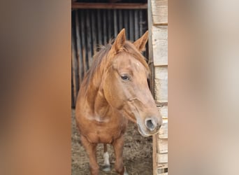 American Quarter Horse, Giumenta, 9 Anni, 150 cm, Sauro