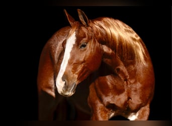 American Quarter Horse, Giumenta, 9 Anni, 150 cm, Sauro ciliegia