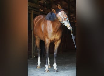 American Quarter Horse, Giumenta, 9 Anni, 152 cm, Baio ciliegia