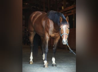 American Quarter Horse, Giumenta, 9 Anni, 152 cm, Baio ciliegia