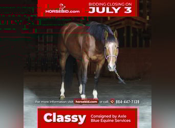American Quarter Horse, Giumenta, 9 Anni, 152 cm, Baio ciliegia