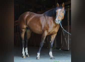 American Quarter Horse, Giumenta, 9 Anni, 152 cm, Baio ciliegia