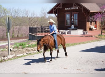 American Quarter Horse, Giumenta, 9 Anni, 152 cm, Baio ciliegia