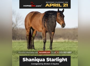 American Quarter Horse, Giumenta, 9 Anni, 152 cm, Baio ciliegia
