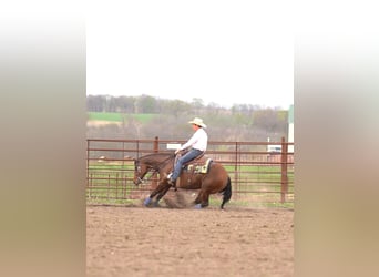 American Quarter Horse, Giumenta, 9 Anni, 152 cm, Baio ciliegia
