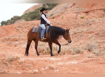 American Quarter Horse, Giumenta, 9 Anni, 152 cm, Baio ciliegia