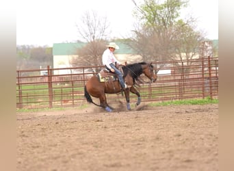 American Quarter Horse, Giumenta, 9 Anni, 152 cm, Baio ciliegia