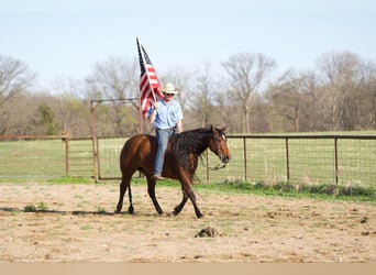 American Quarter Horse, Giumenta, 9 Anni, 152 cm, Baio ciliegia