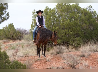 American Quarter Horse, Giumenta, 9 Anni, 152 cm, Baio ciliegia
