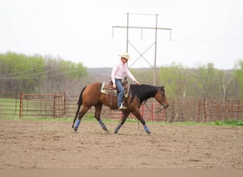 American Quarter Horse, Giumenta, 9 Anni, 152 cm, Baio ciliegia