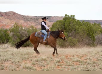 American Quarter Horse, Giumenta, 9 Anni, 152 cm, Baio ciliegia