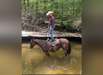 American Quarter Horse, Giumenta, 9 Anni, 152 cm, Baio ciliegia
