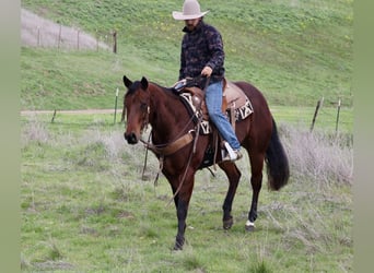 American Quarter Horse, Giumenta, 9 Anni, 152 cm, Baio ciliegia