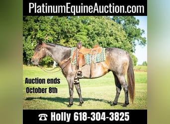 American Quarter Horse, Giumenta, 9 Anni, 152 cm, Baio roano