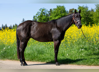 American Quarter Horse, Giumenta, 9 Anni, 152 cm, Morello