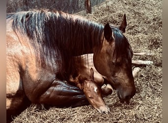 American Quarter Horse, Giumenta, 9 Anni, 152 cm, Pelle di daino