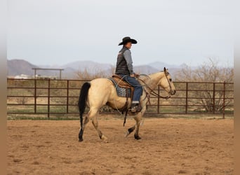 American Quarter Horse, Giumenta, 9 Anni, 152 cm, Pelle di daino