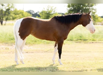 American Quarter Horse Mix, Giumenta, 9 Anni, 152 cm, Pezzato