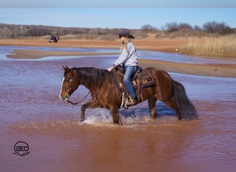 American Quarter Horse, Giumenta, 9 Anni, 152 cm, Sauro ciliegia