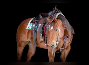 American Quarter Horse, Giumenta, 9 Anni, 152 cm, Sauro ciliegia