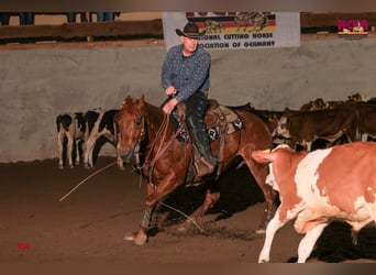 American Quarter Horse, Giumenta, 9 Anni, 152 cm, Sauro