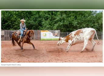 American Quarter Horse, Giumenta, 9 Anni, 152 cm, Sauro