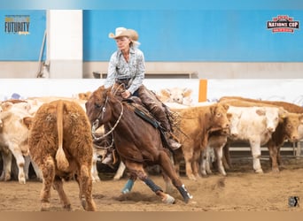 American Quarter Horse, Giumenta, 9 Anni, 152 cm, Sauro