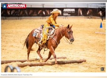 American Quarter Horse, Giumenta, 9 Anni, 152 cm, Sauro