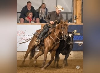 American Quarter Horse, Giumenta, 9 Anni, 152 cm, Sauro