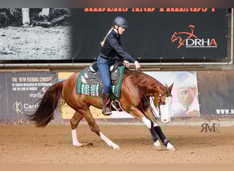 American Quarter Horse, Giumenta, 9 Anni, 152 cm, Sauro