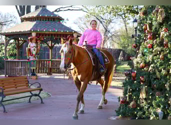American Quarter Horse, Giumenta, 9 Anni, 155 cm, Palomino