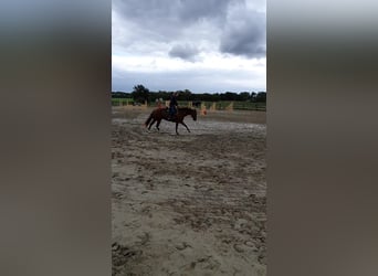 American Quarter Horse, Giumenta, 9 Anni, 155 cm, Sauro scuro