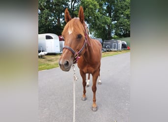 American Quarter Horse, Giumenta, 9 Anni, 155 cm, Sauro scuro