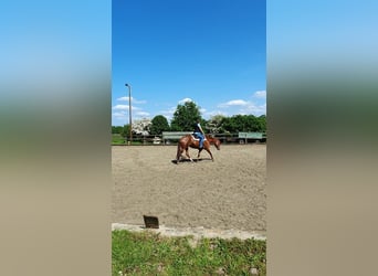 American Quarter Horse, Giumenta, 9 Anni, 155 cm, Sauro scuro