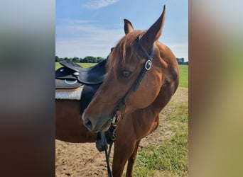 American Quarter Horse, Giumenta, 9 Anni, 155 cm, Sauro scuro