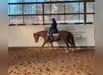 American Quarter Horse, Giumenta, 9 Anni, 155 cm, Sauro scuro