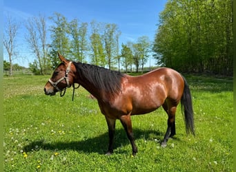 American Quarter Horse, Giumenta, 9 Anni, 157 cm, Baio