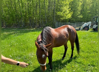 American Quarter Horse, Giumenta, 9 Anni, 157 cm, Baio