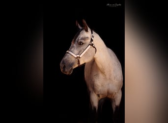 American Quarter Horse, Giumenta, 9 Anni, 160 cm, Grigio pezzato