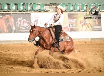 American Quarter Horse, Giumenta, 9 Anni, 160 cm, Sauro
