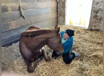 American Quarter Horse, Giumenta, 9 Anni, 162 cm, Sauro