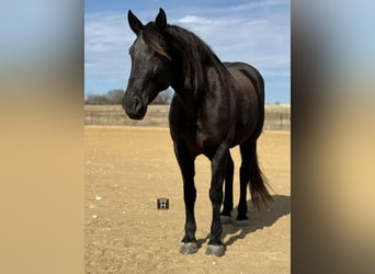 American Quarter Horse, Giumenta, 9 Anni, 163 cm, Morello