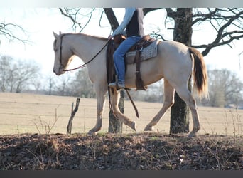 American Quarter Horse, Giumenta, 9 Anni, Champagne