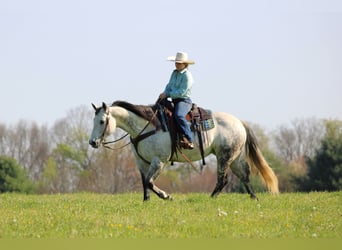 American Quarter Horse, Giumenta, 9 Anni, Grigio pezzato