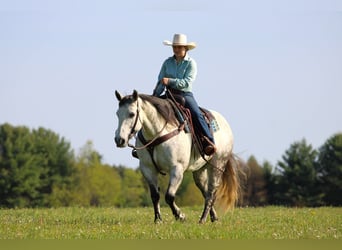 American Quarter Horse, Giumenta, 9 Anni, Grigio pezzato