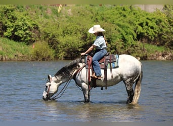 American Quarter Horse, Giumenta, 9 Anni, Grigio pezzato
