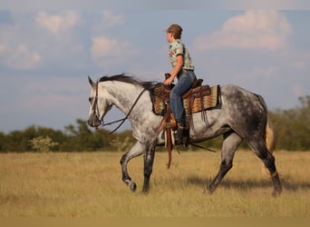 American Quarter Horse, Giumenta, 9 Anni, Grigio